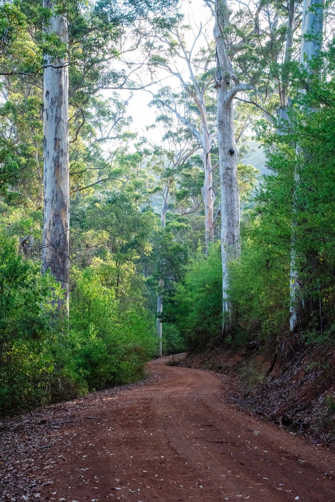 Heartbreak-trail- gravel road between tall marri and karri trees