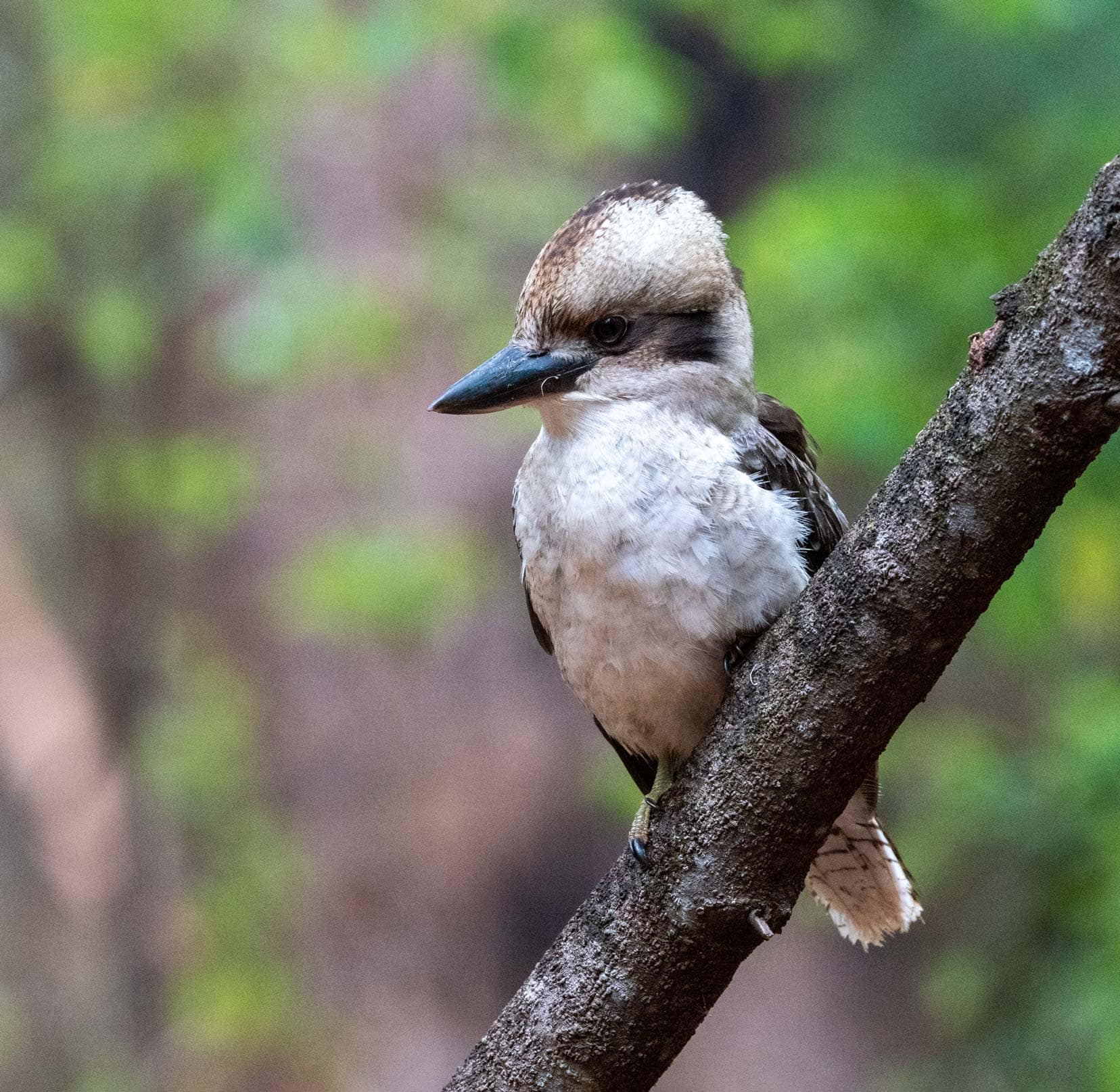 Heratbreak-Trail-Kookaburra