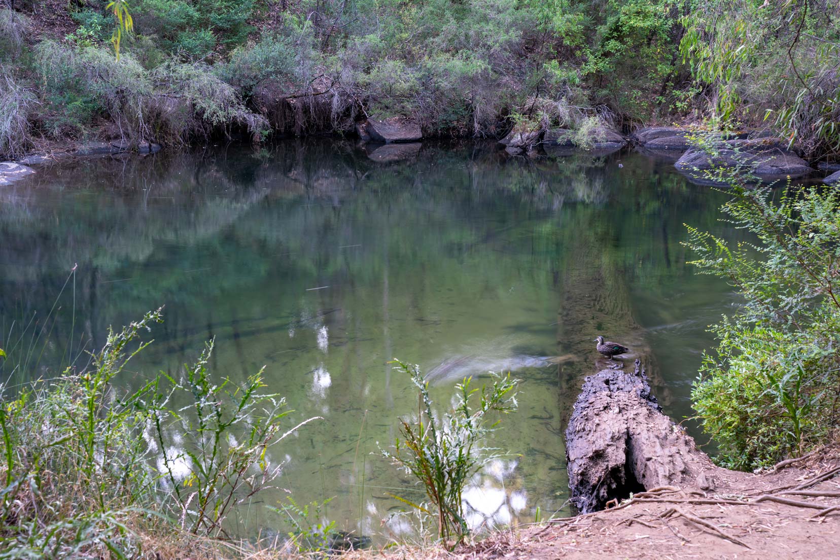 the green coloured water by an old jutting out log