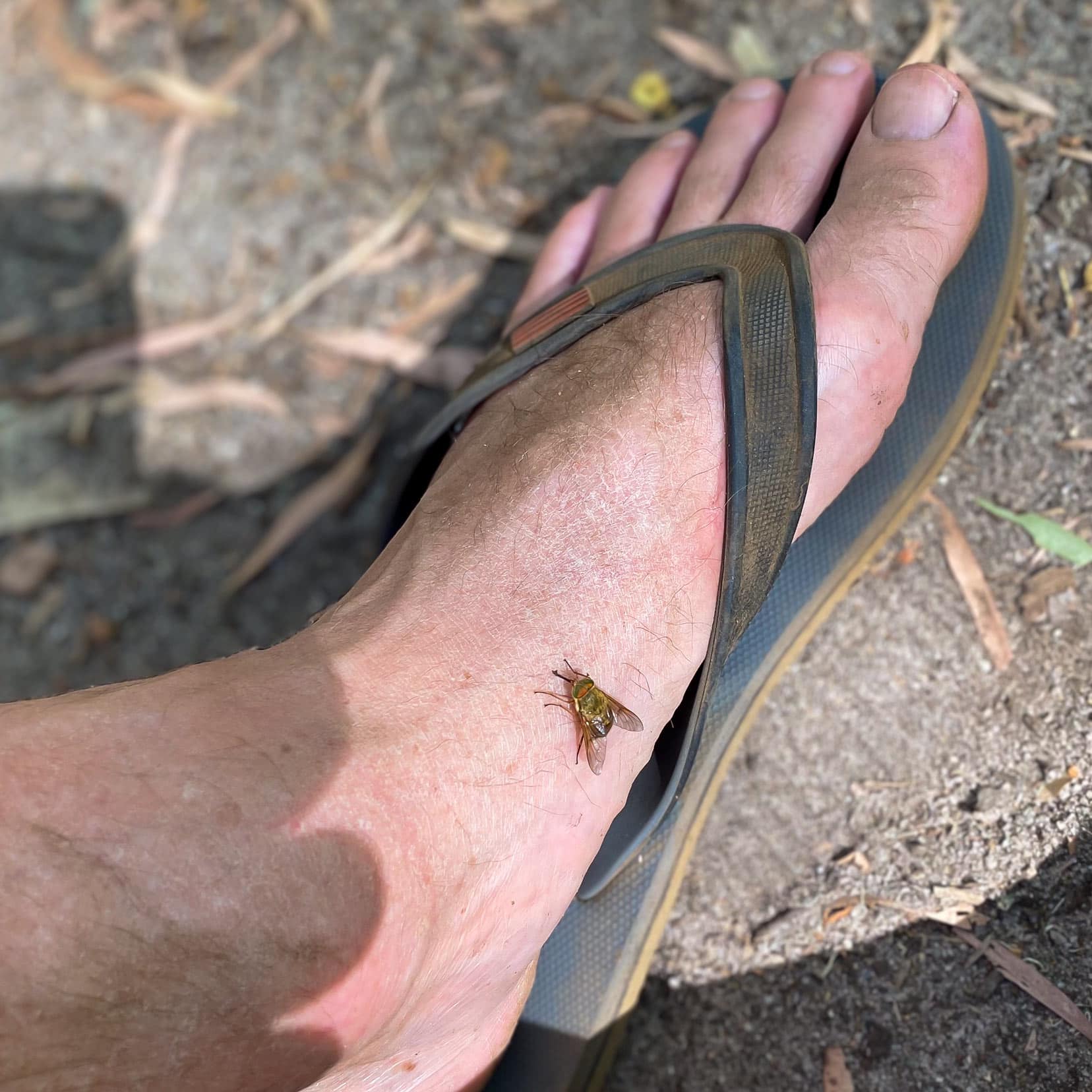 a horse fly or March fly on Lars foot 