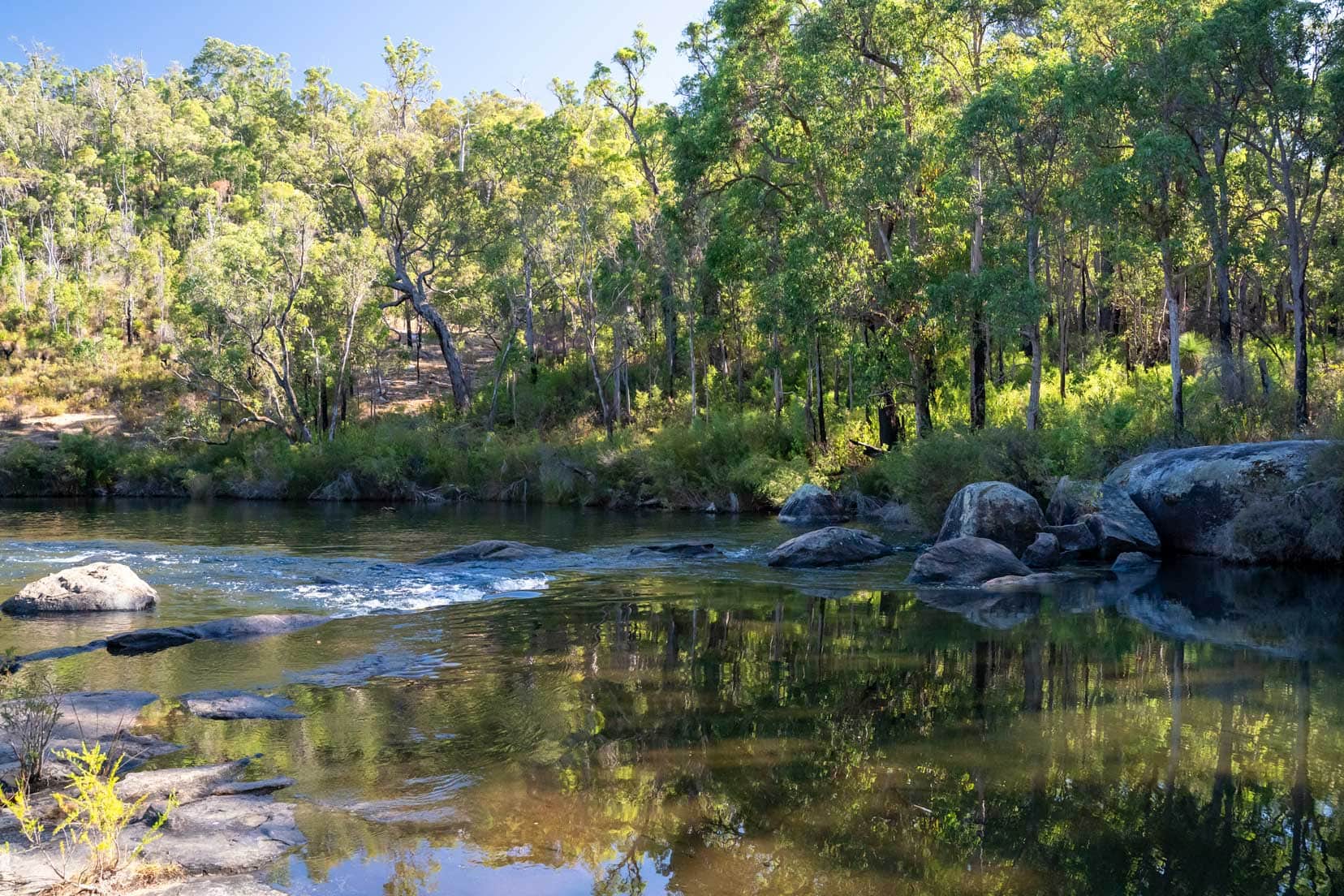 River with a few granite rocks towards the sides and surrounded by tall spindly peppermint trees 