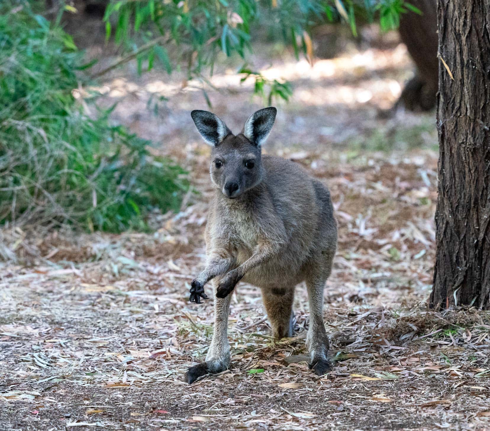 kangaroo in the bush 