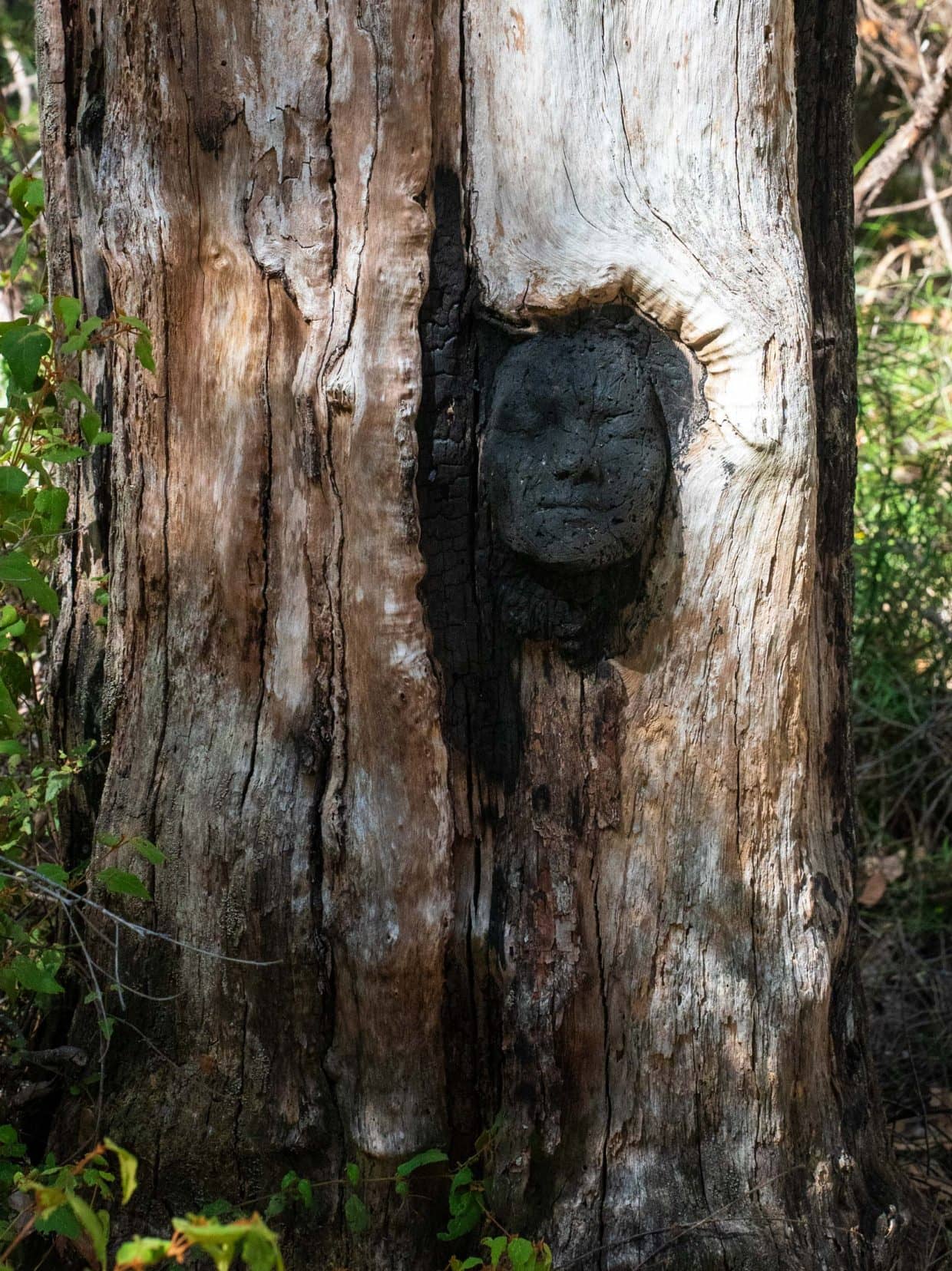 Perth-to-Esperance-Road-Trip-Northcliff-Understory-art-Trail-- a face in the tree