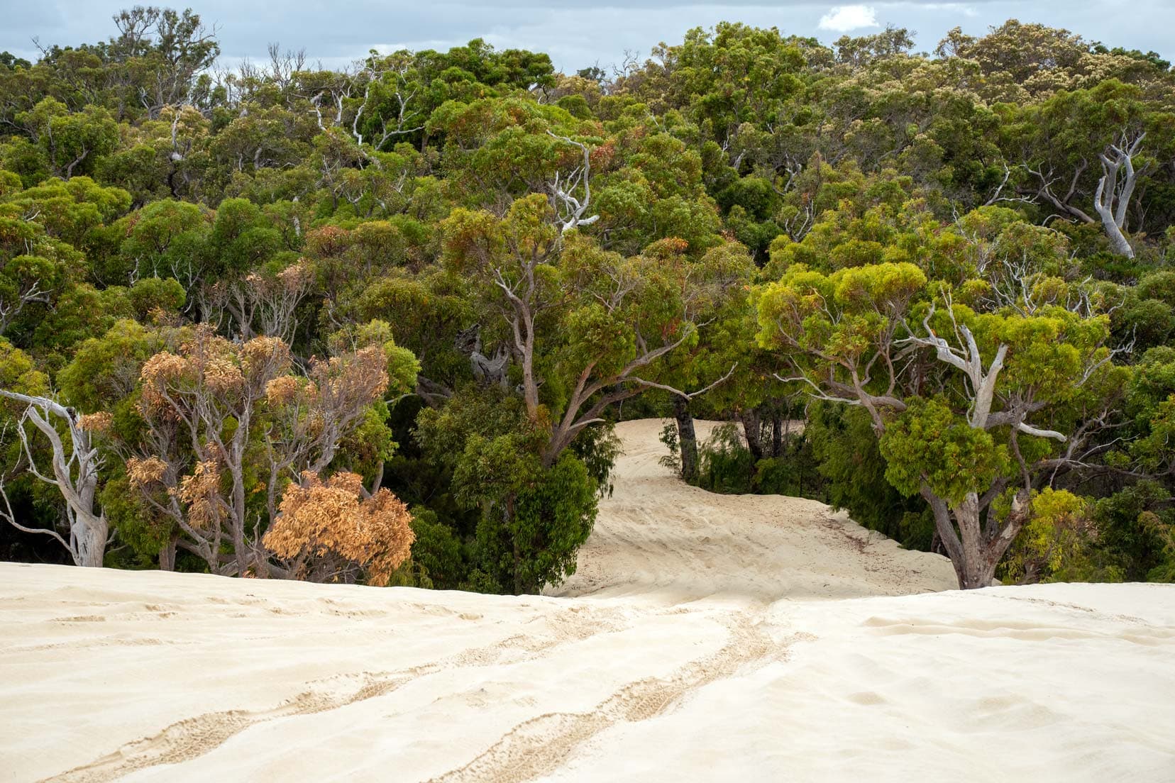 sand dunes leading into a forest 