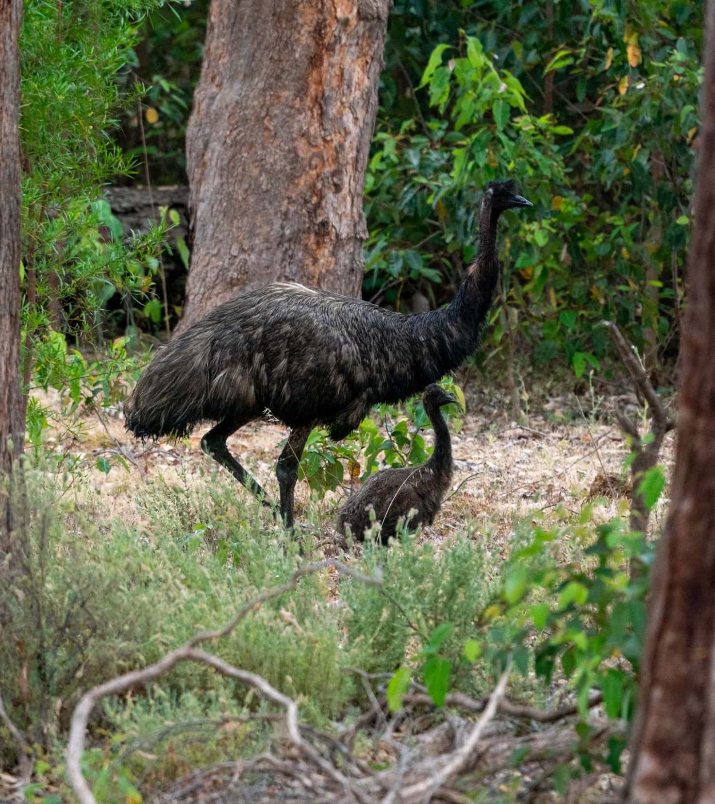 Mother and baby emus in the forest 