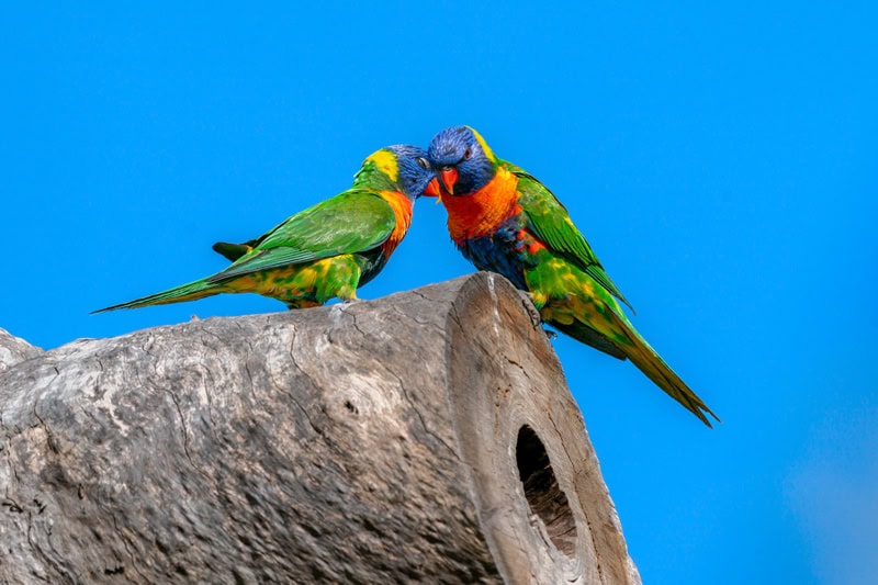 low res rainbowlorikeet