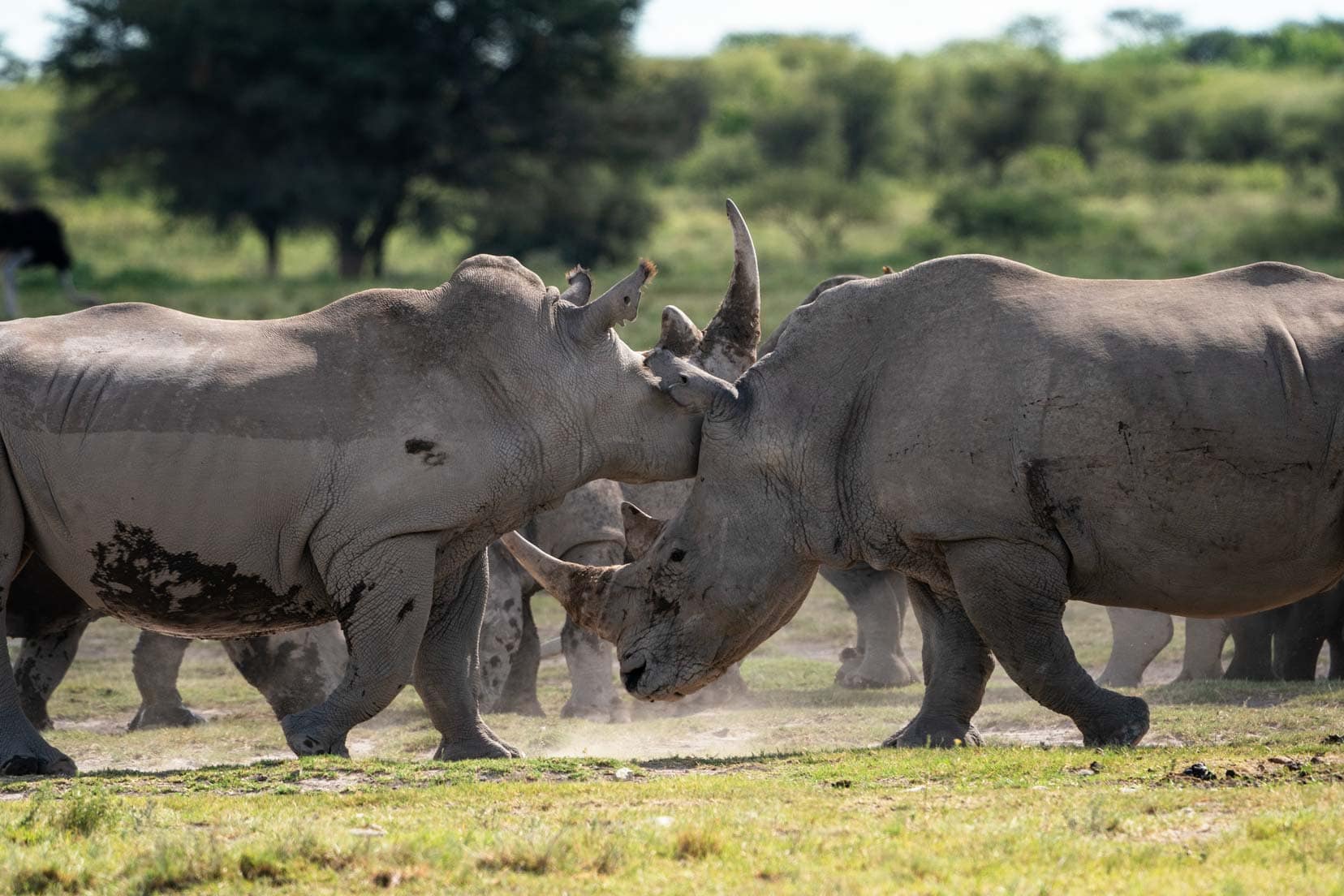 Two rhinos fighting 