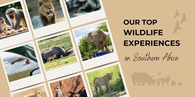 Africa Wildlife Experiences Header