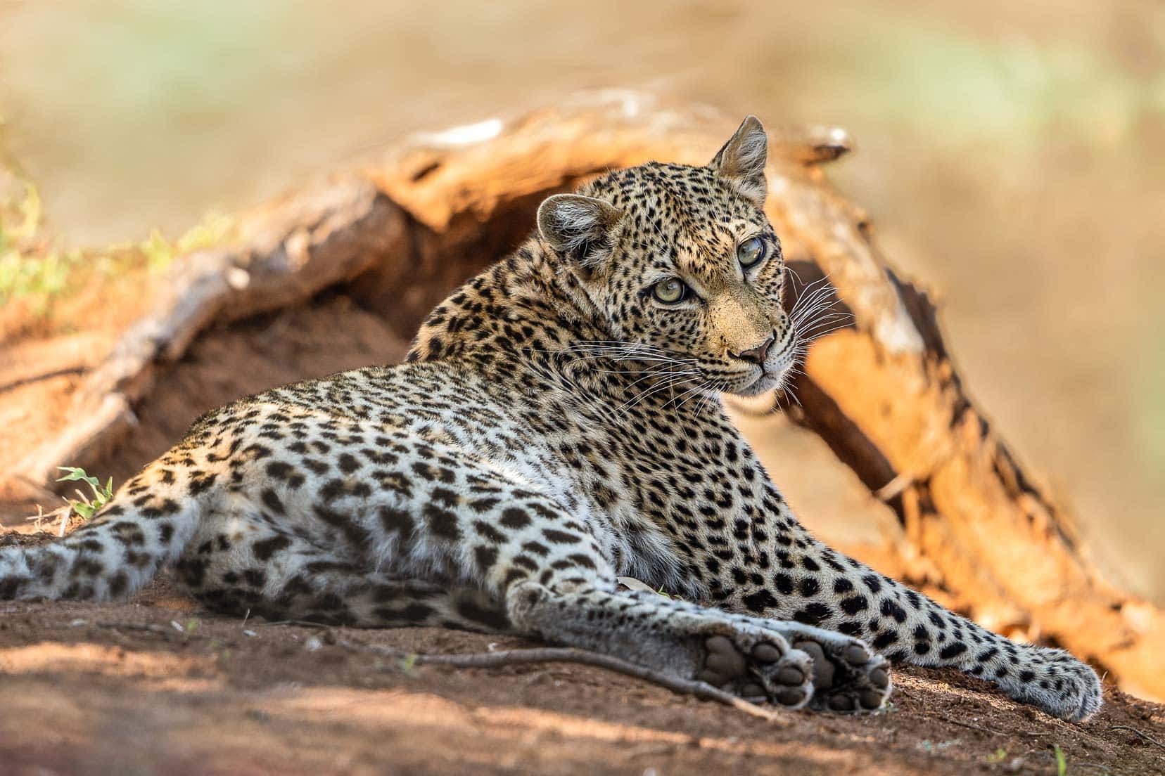 leopard looking at camera and lying on a log in the orange sunlight