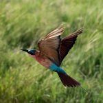 Southern Carmine Bee eater mid flight 