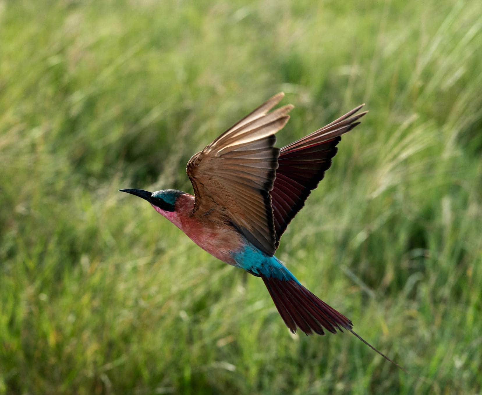 Southern Carmine Bee eater mid flight