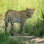 leopard looking towards camera stood by long green grass