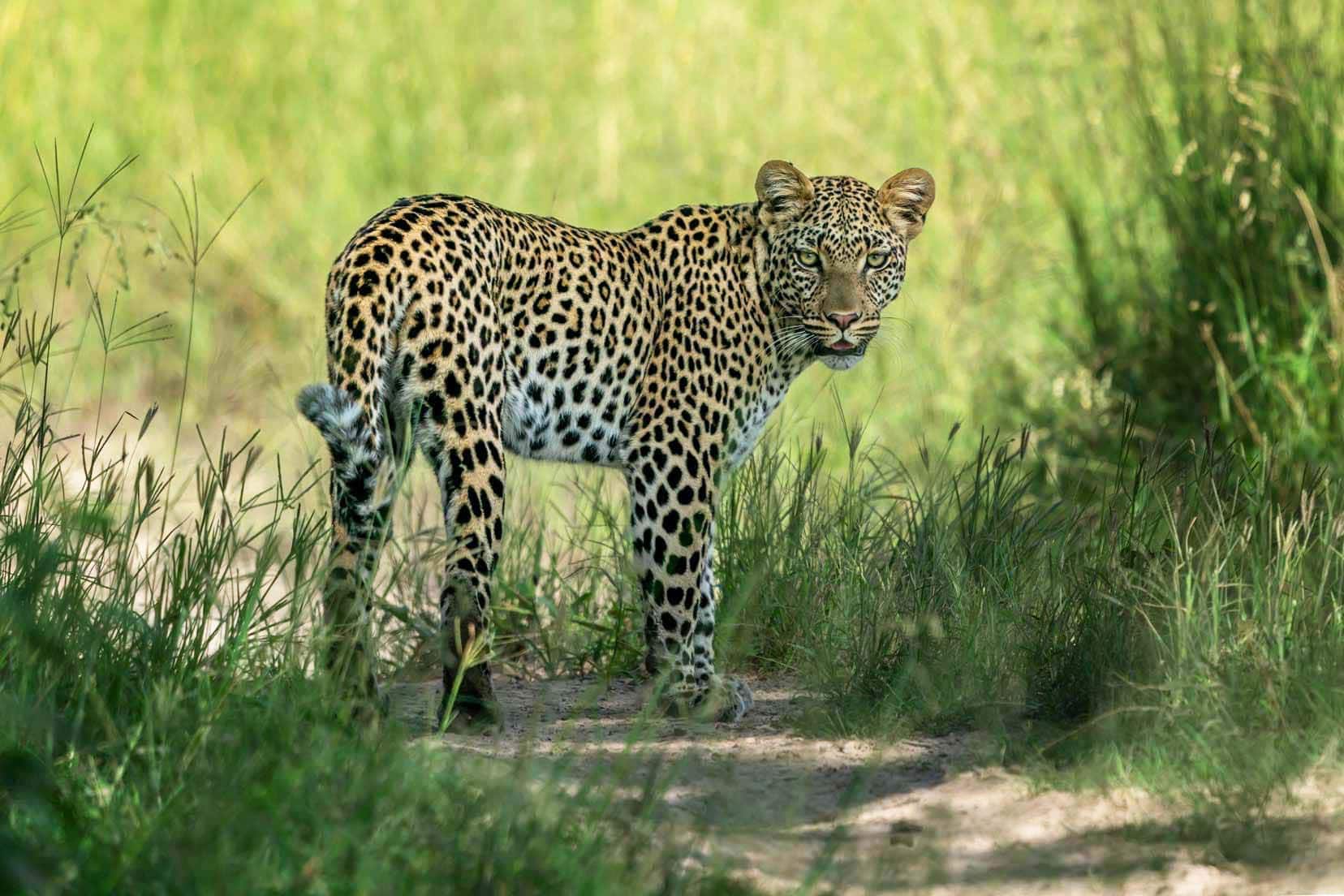 leopard looking towards camera stood by long green grass