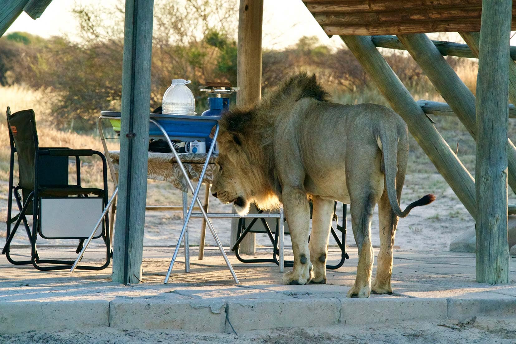 Africa-Wildlife-experience-Lion-in our A-frame at camp