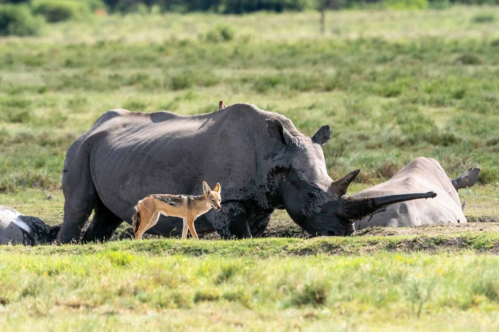 Large rhino with a huge horn stood beside a small black backed jackal 