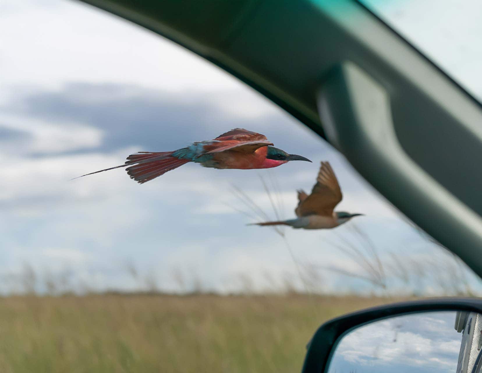 Southern Carmine Bee eaters flying besdie the car see through the open window of the car 