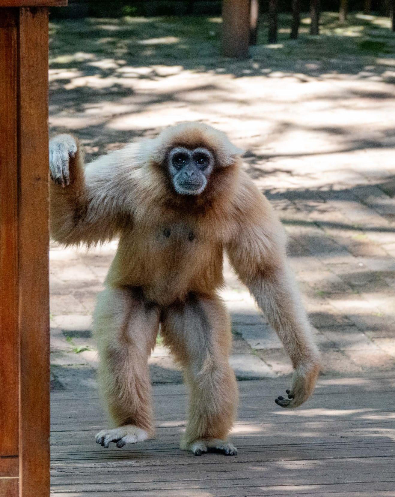 Gibbon stood on hind legs looking at camera