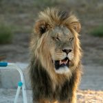 lion stood by our stepladder in camp