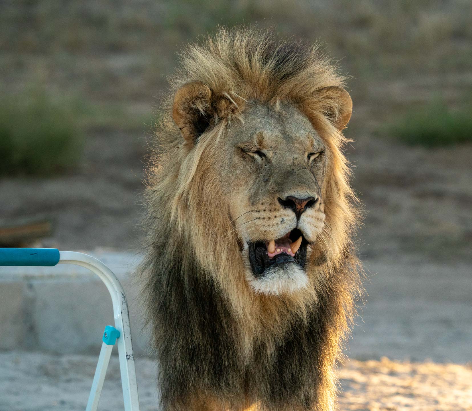 lion stood by our stepladder in camp