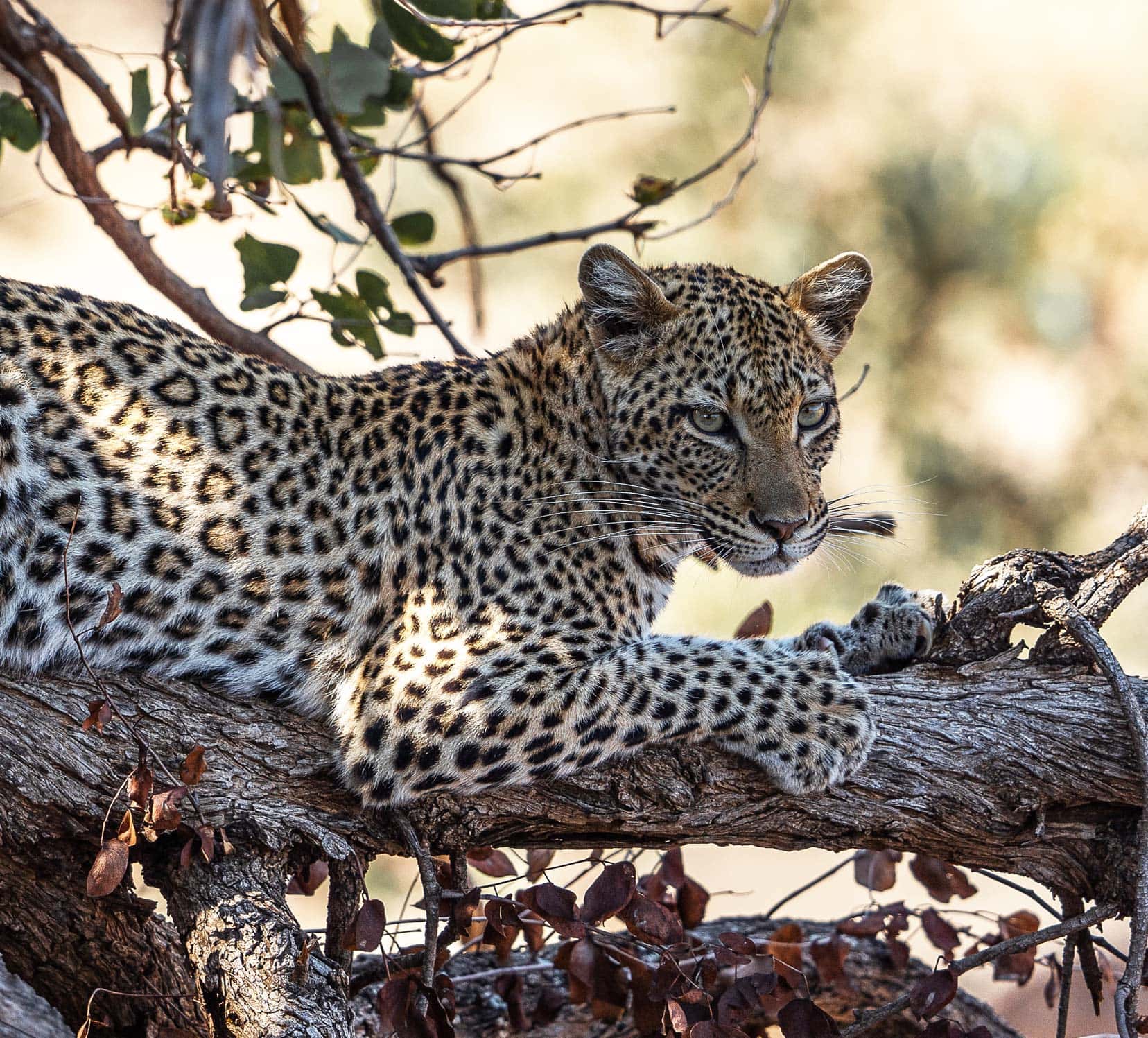 Leopard lying on a log with dappled shade from tree above