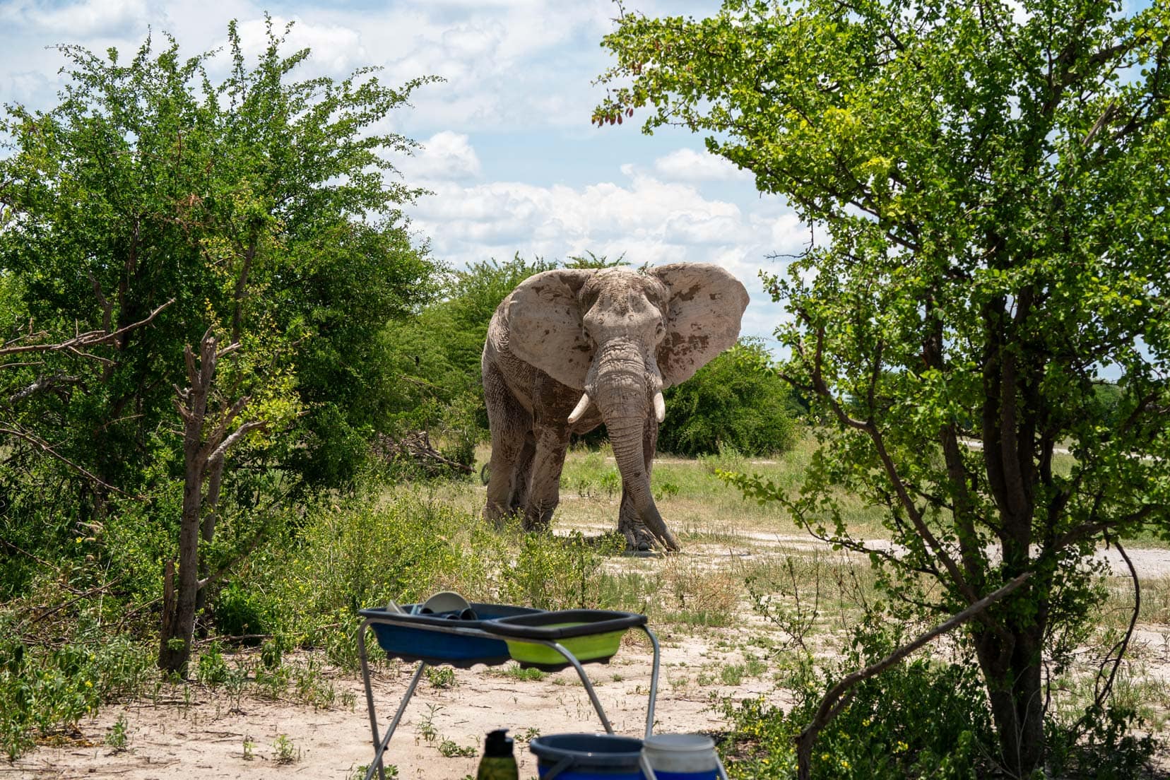 Elephant approaching our camp 