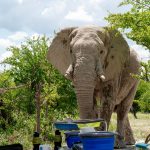 elephant about to walk through our camp - up close 