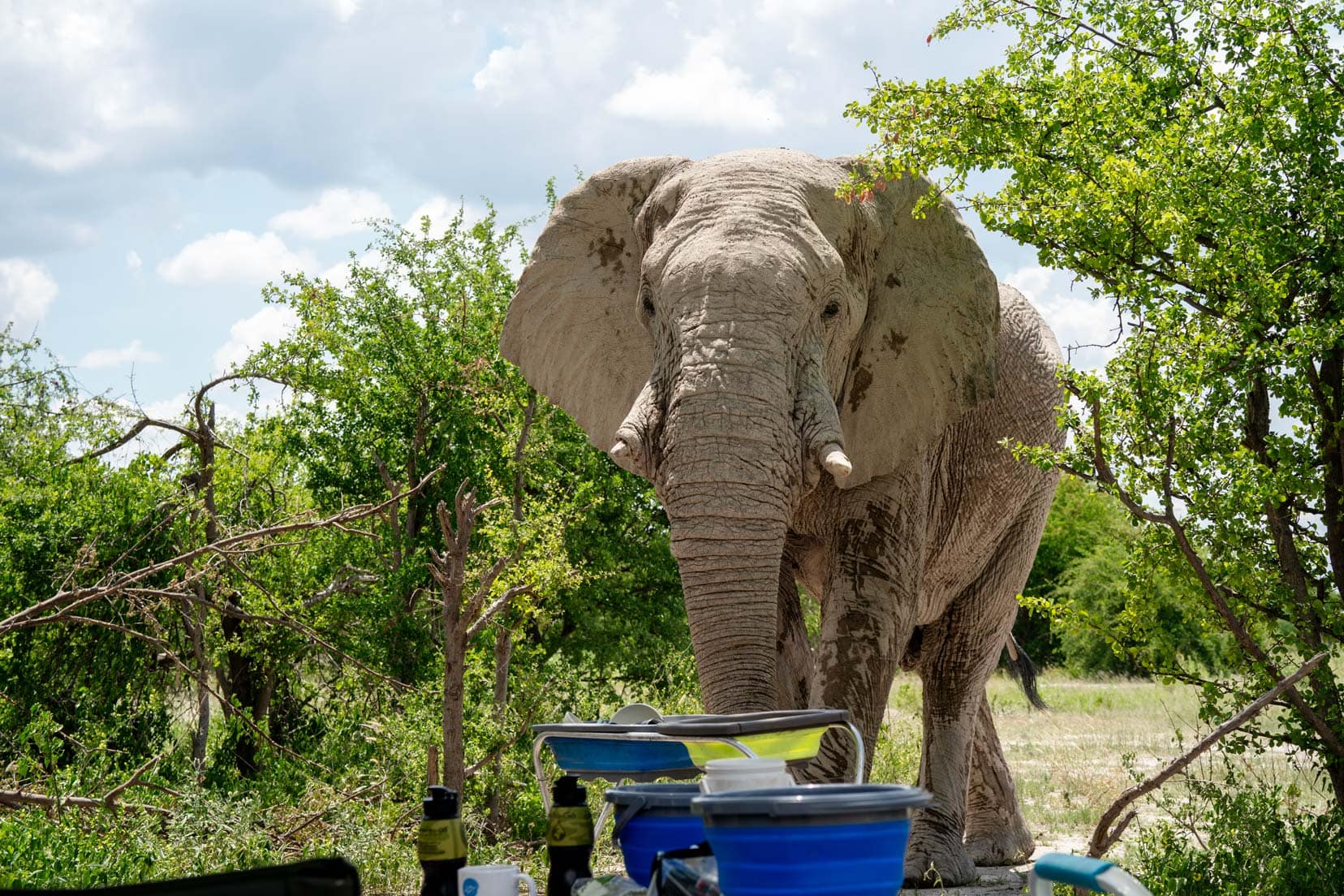 elephant about to walk through our camp - up close