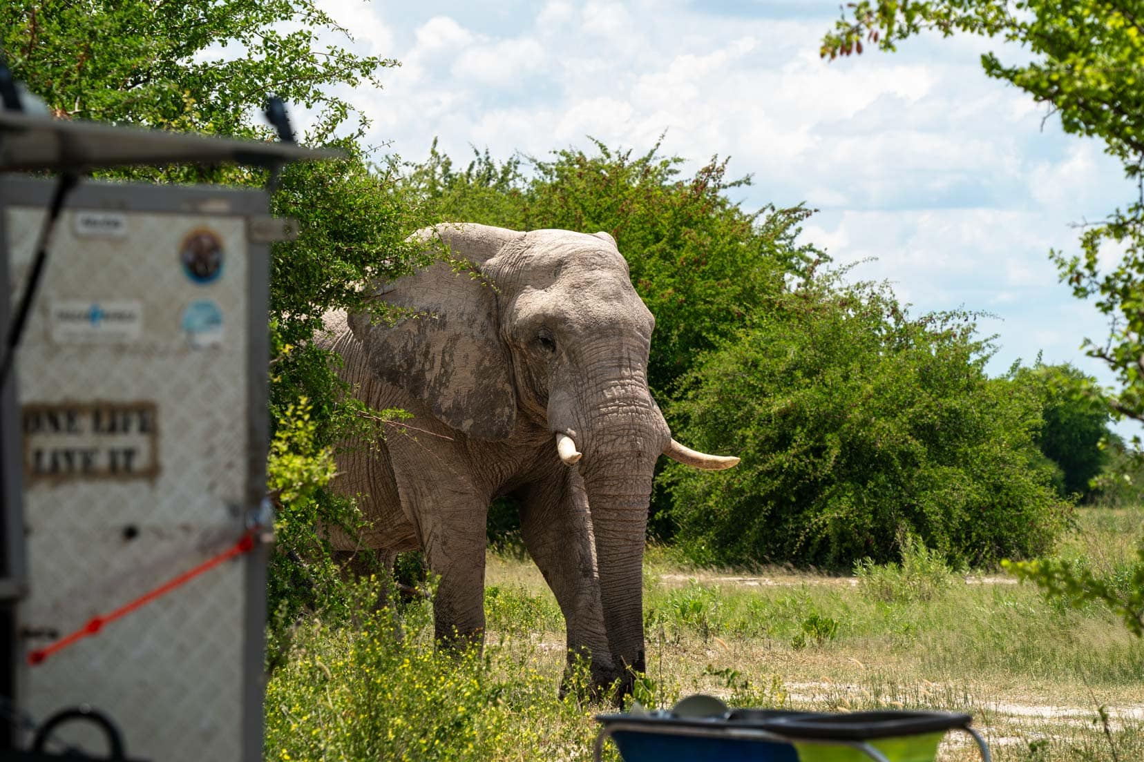 Elephant seen approaching camp from behind our car 