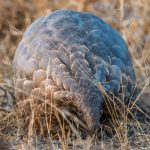 front on view of a pangolin with scales and a small elongated snout