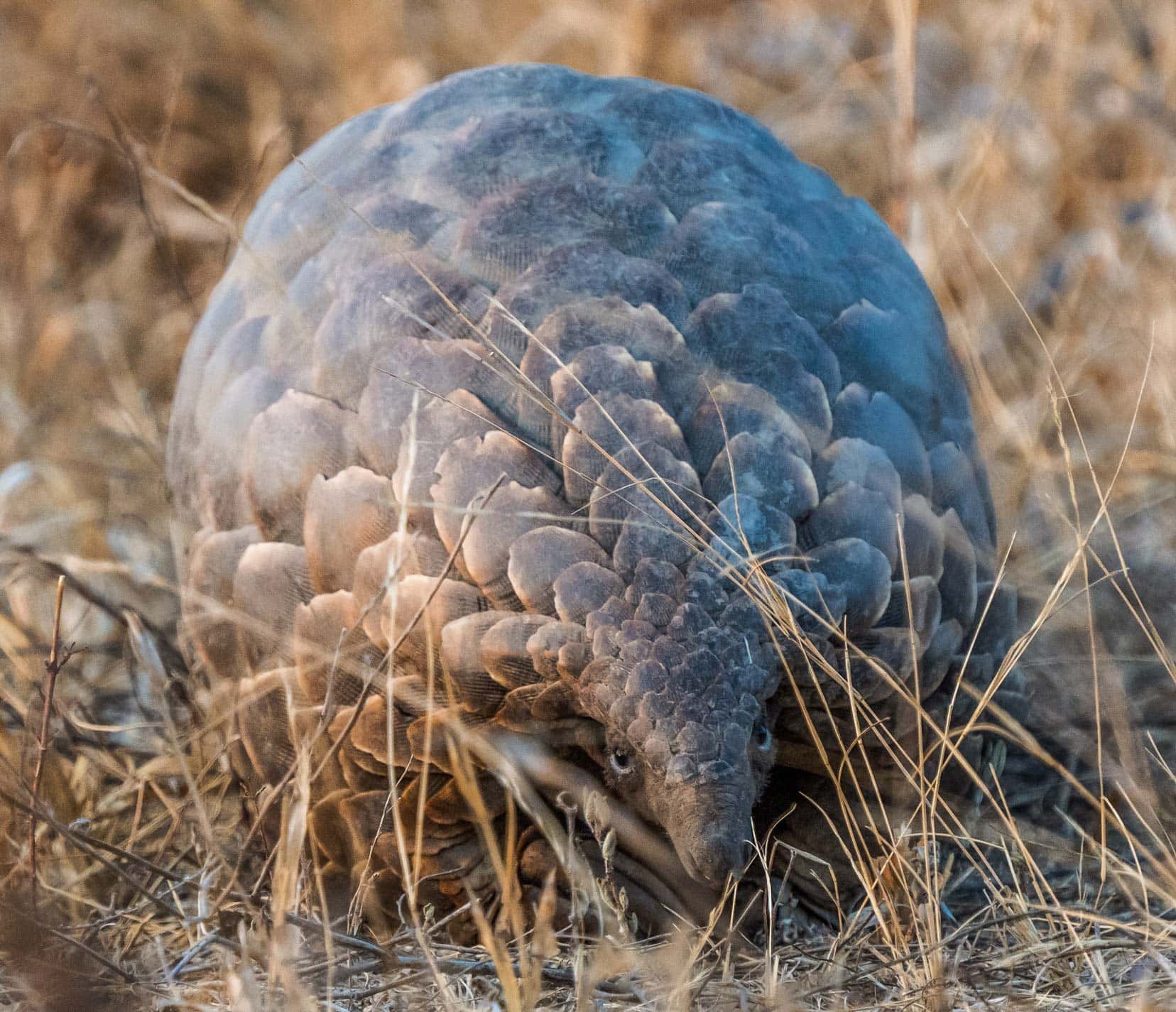 front on view of a pangolin with scales and a small elongated snout