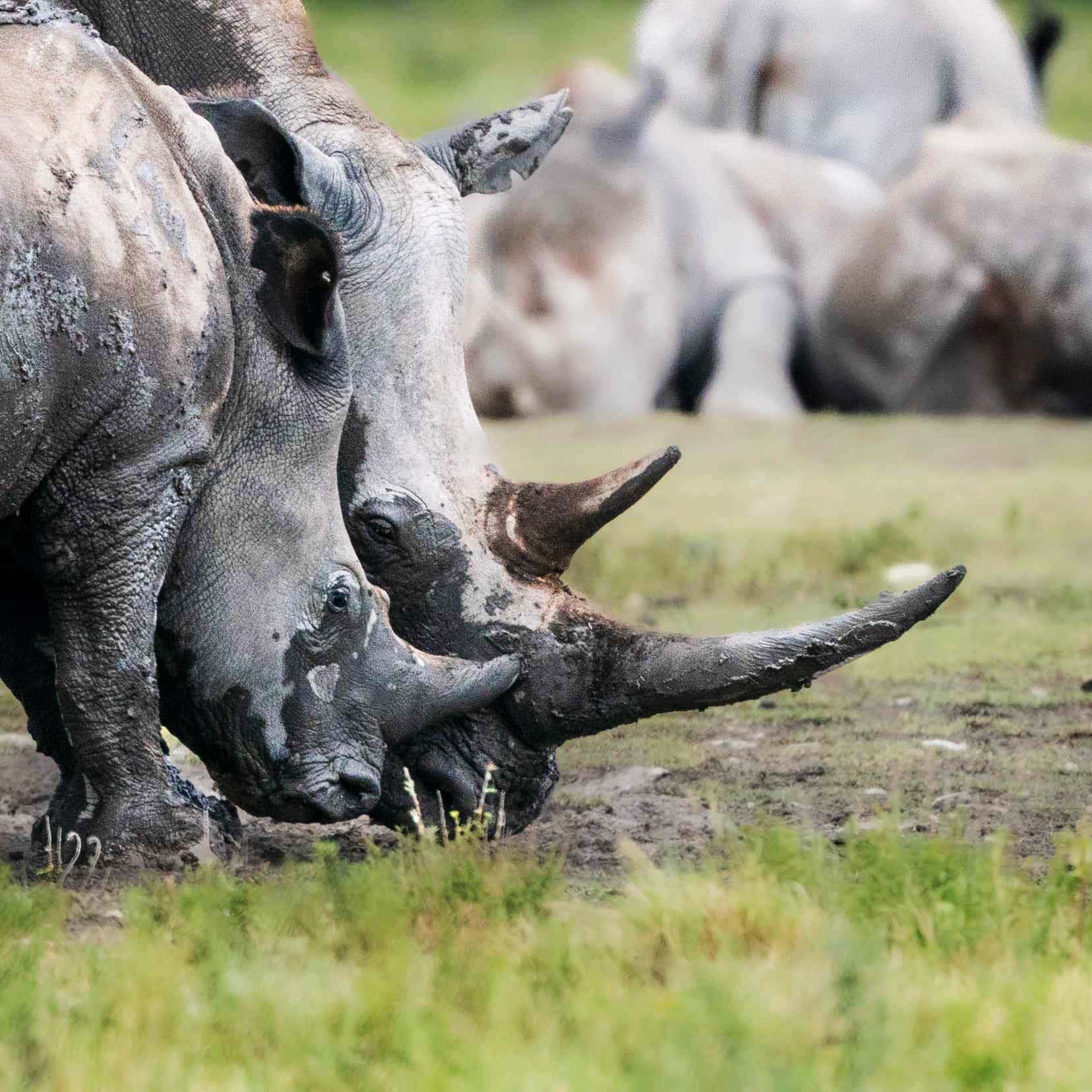 two rhinos beside each other