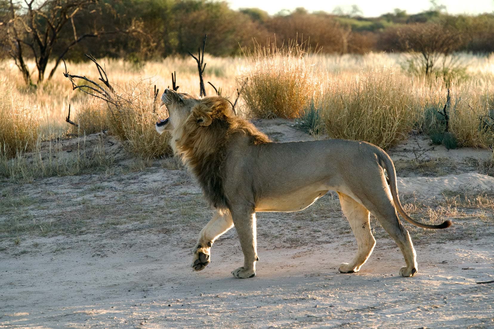 Lion roaring in our camp 