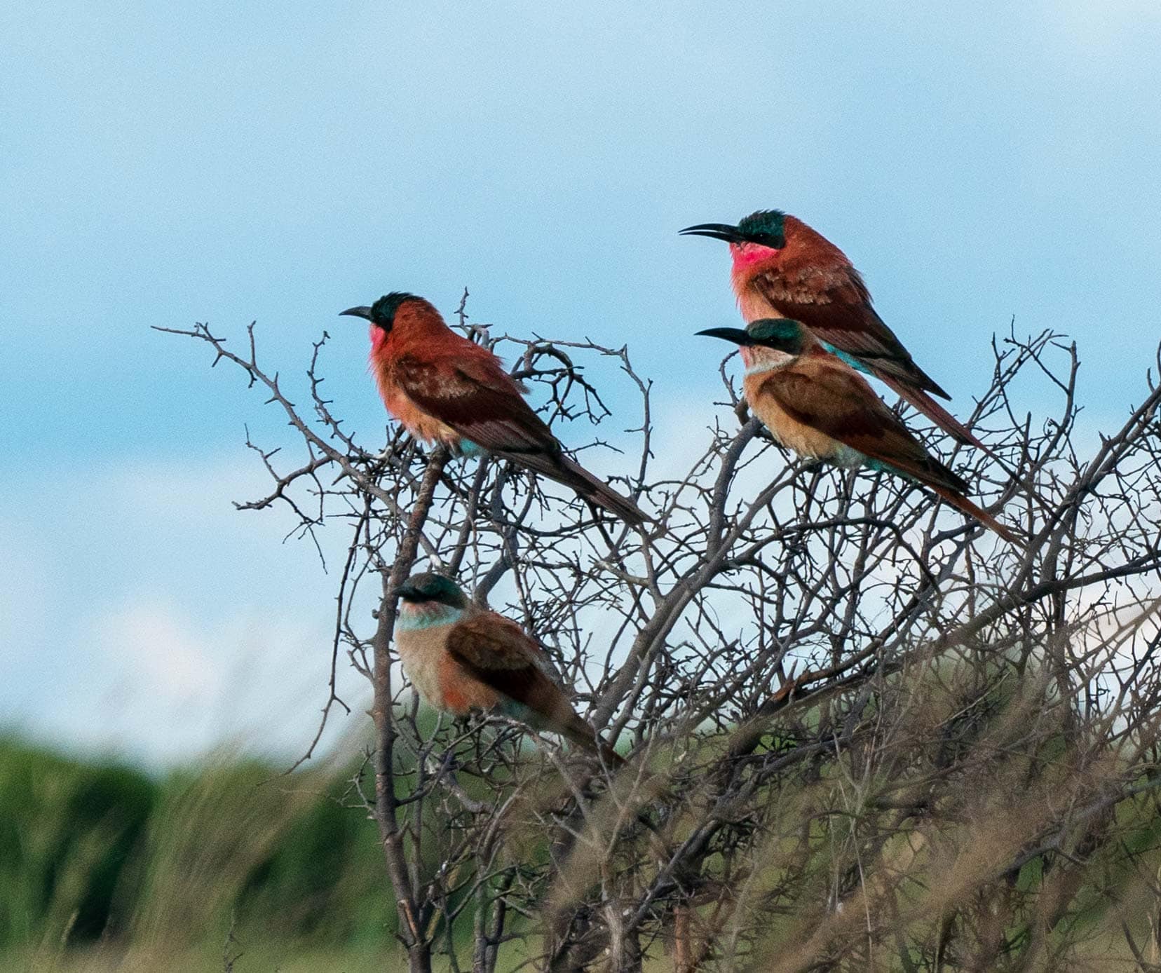 Two adult and two juvenile carmine beee eater sat on a bush 