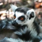 Close up of a lemur