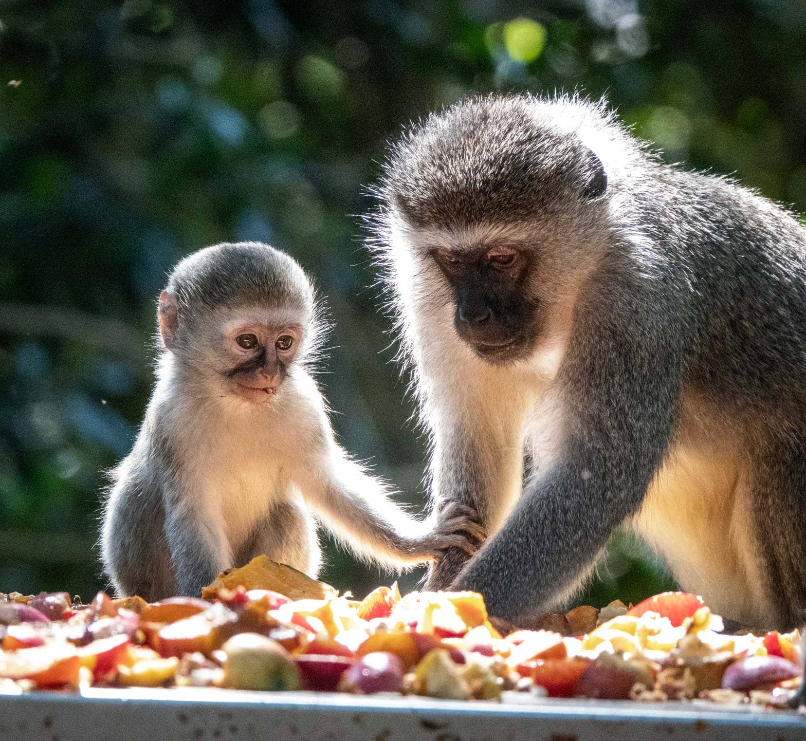 grey ververt monkeys - mum and bub eating fruit