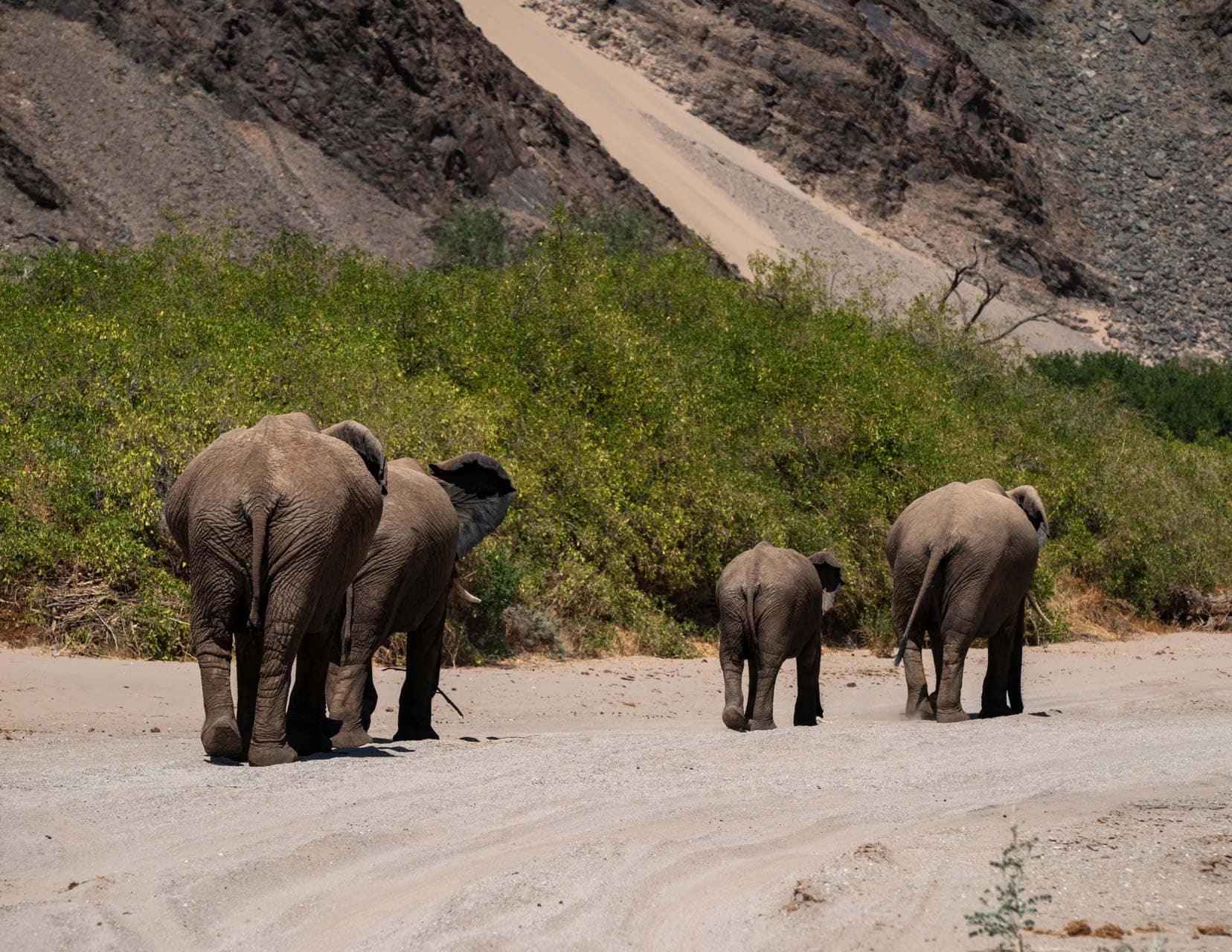 Four elephants walking away with bush and scraggy mountain in the background