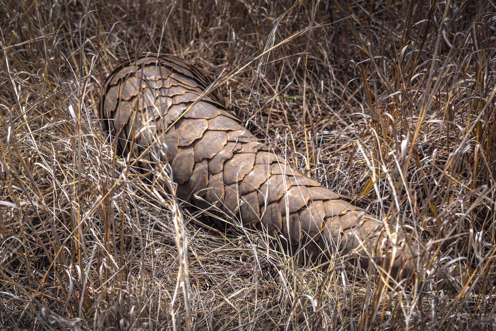 Tail and back of pangolin 