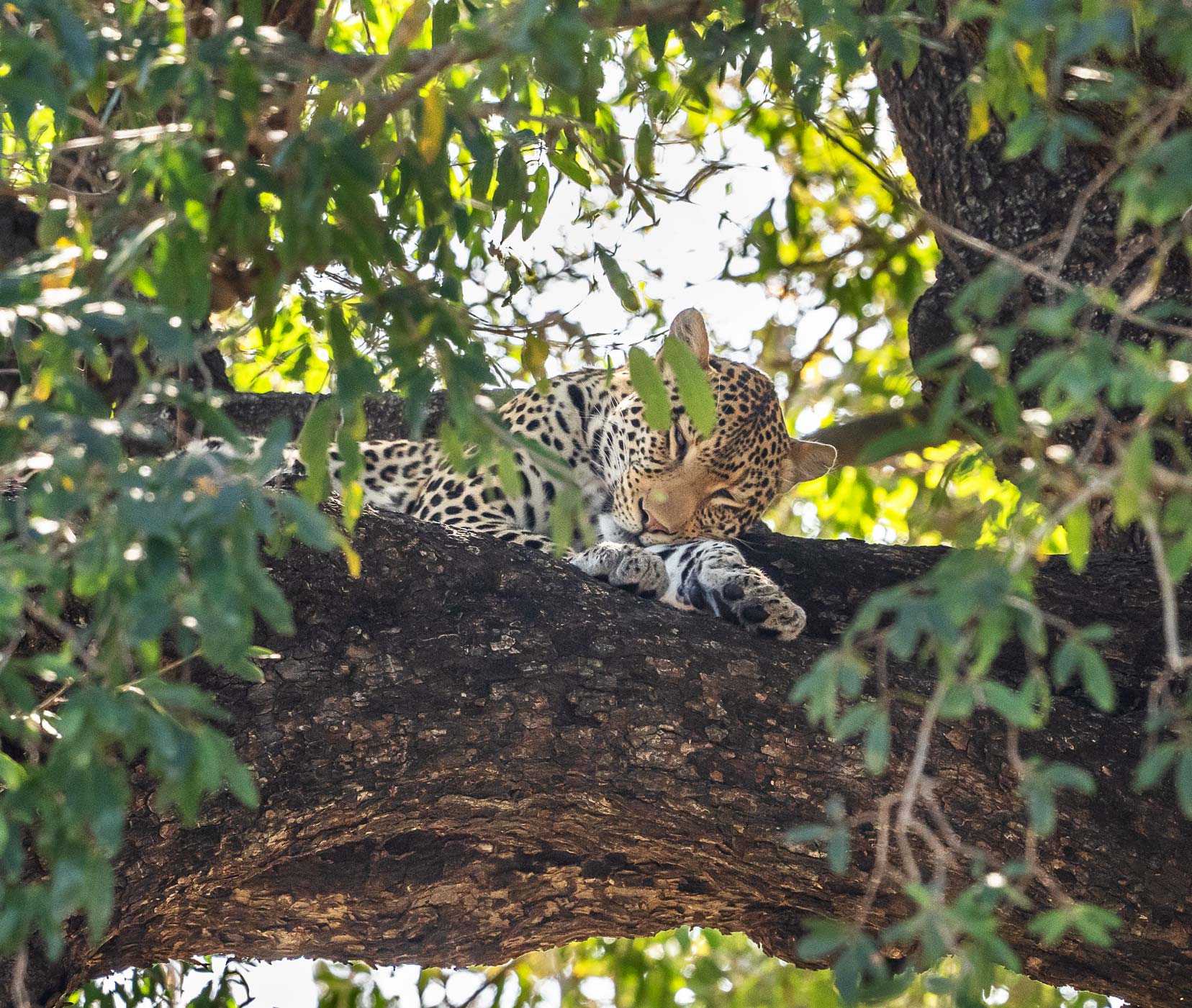 Male leopard in a tree