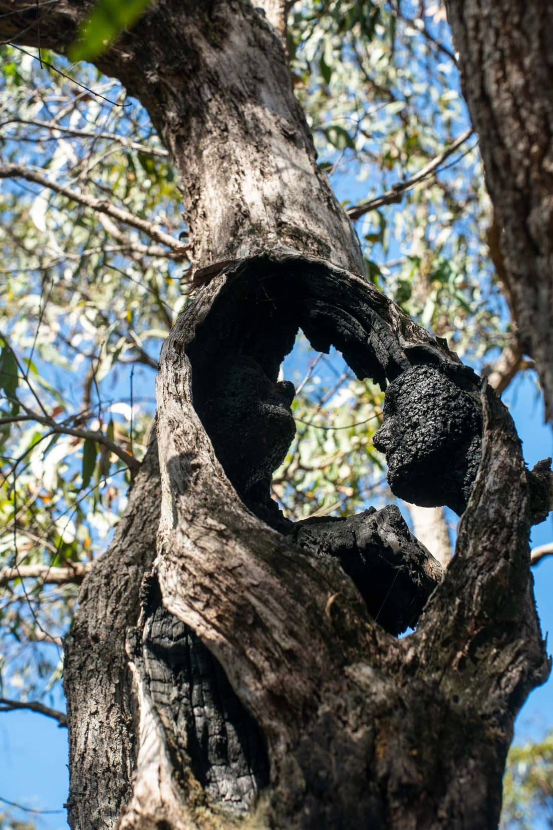 Northcliffe-Understory-art-Trail-More-face-in-hole of tree