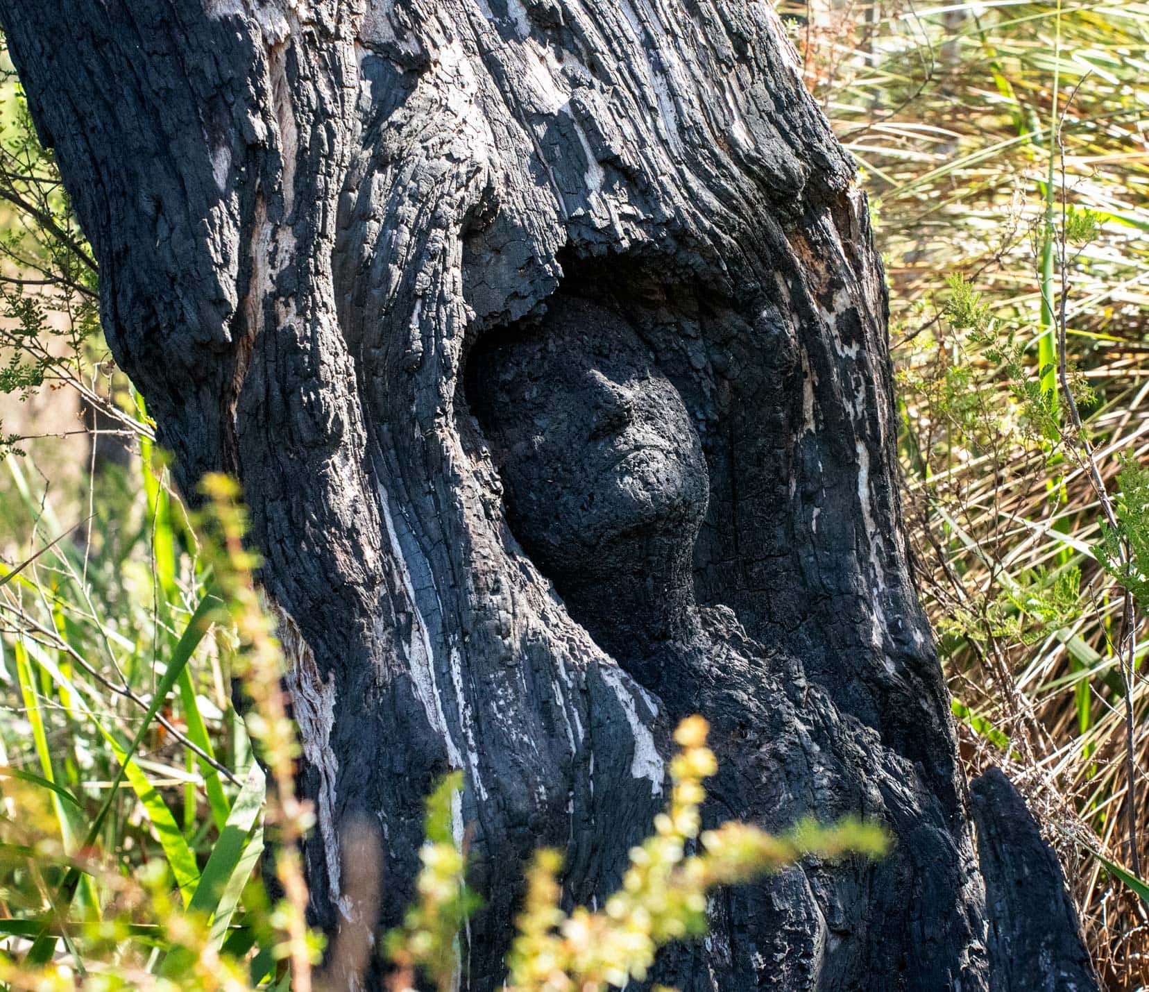 A charcoal face embedded in a natural nook of a tree trunk 