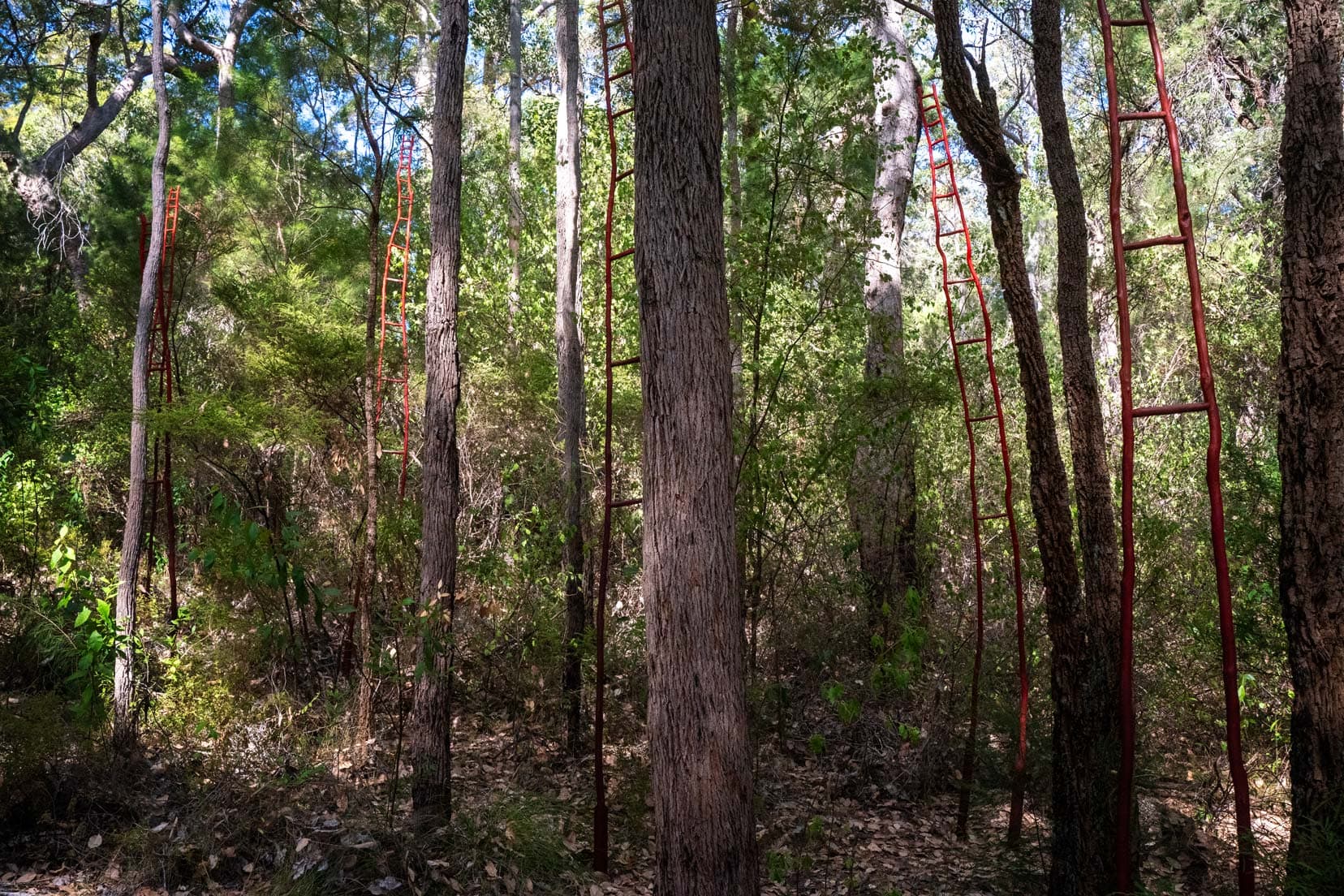 Red ladders placed amongst the trees 