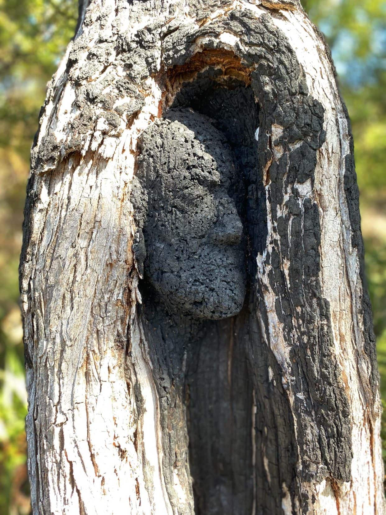 Northcliffe-Understory-Art-Trail-charcola face in the hollowed out part of a tree trunk 