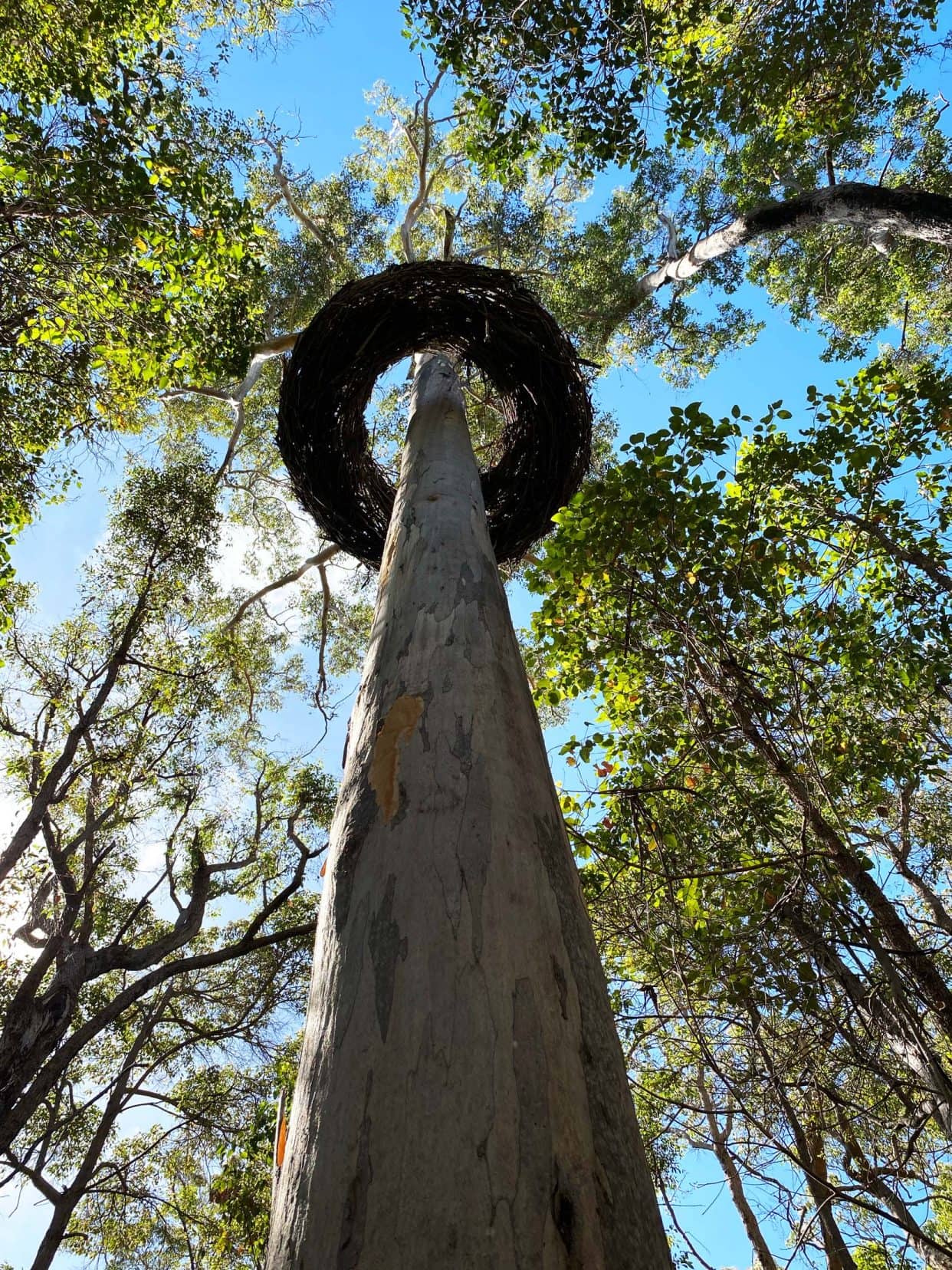 ring of twigs mounted at the top of a real tree 