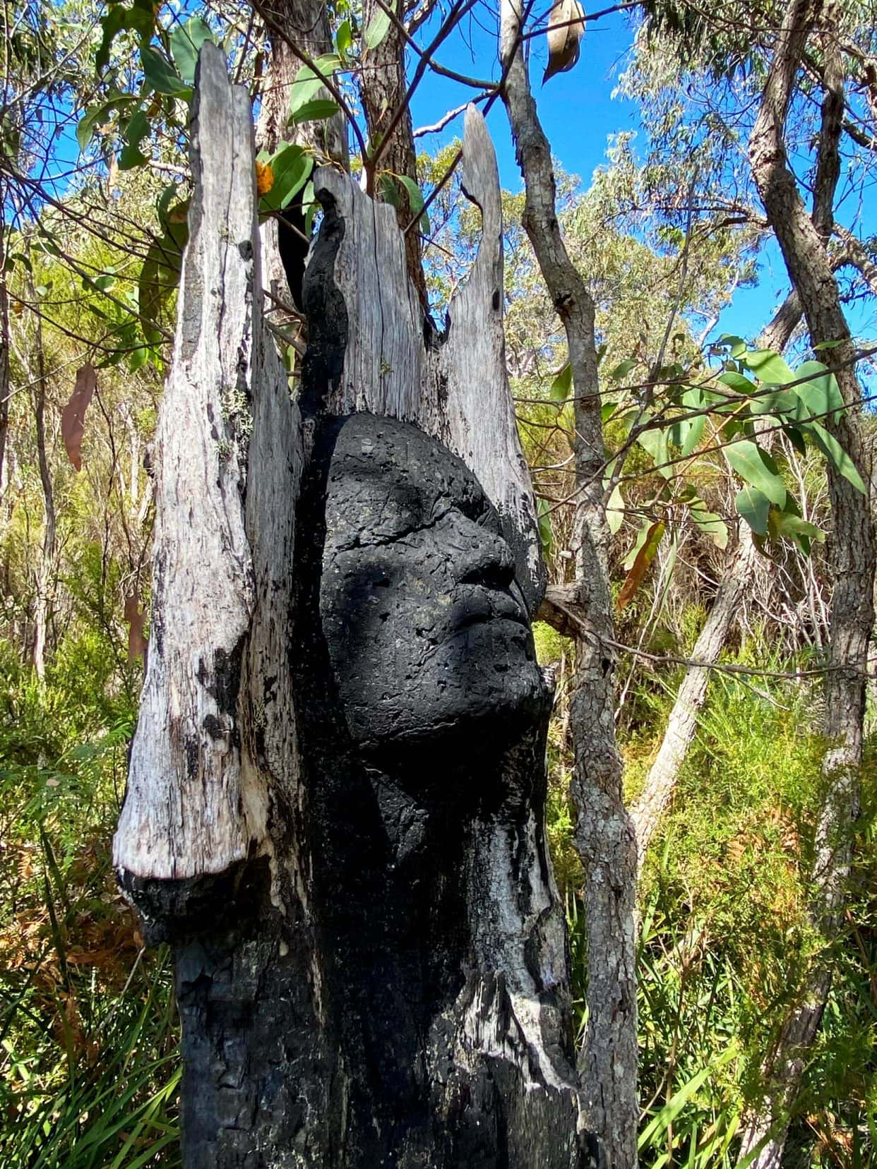 Northcliffe-Understory-Art-TrailFace-looking-towards-sky