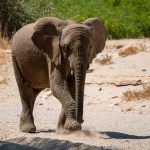 one elephant walking on sand