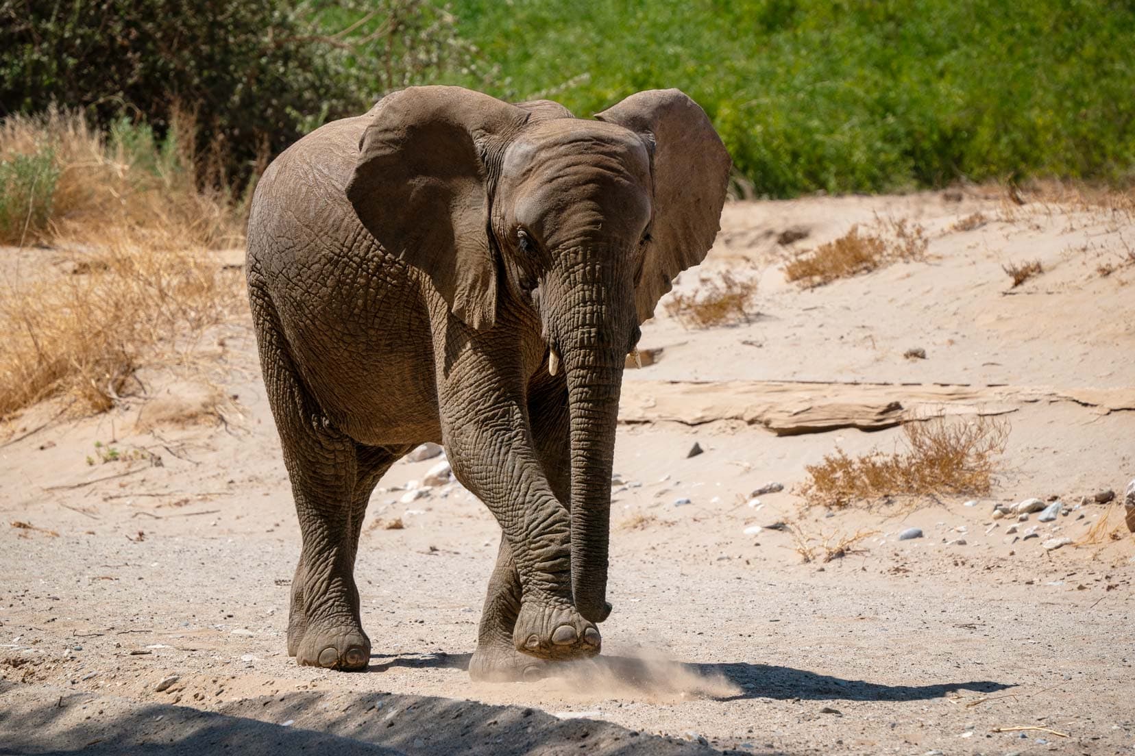 one elephant walking on sand