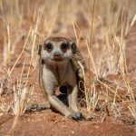 front view of meerkat looking towards camera