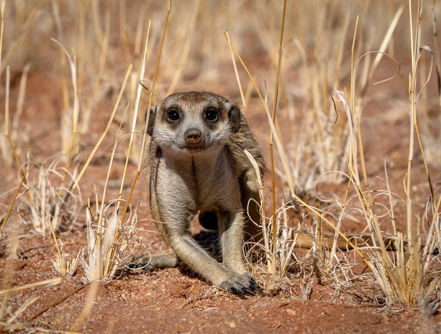 front view of meerkat looking towards camera