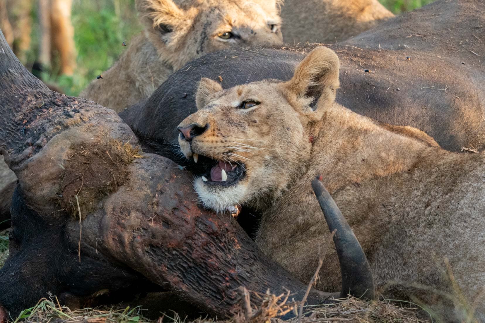 several lions laying around a buffalo carcass with pone chewing on its horns