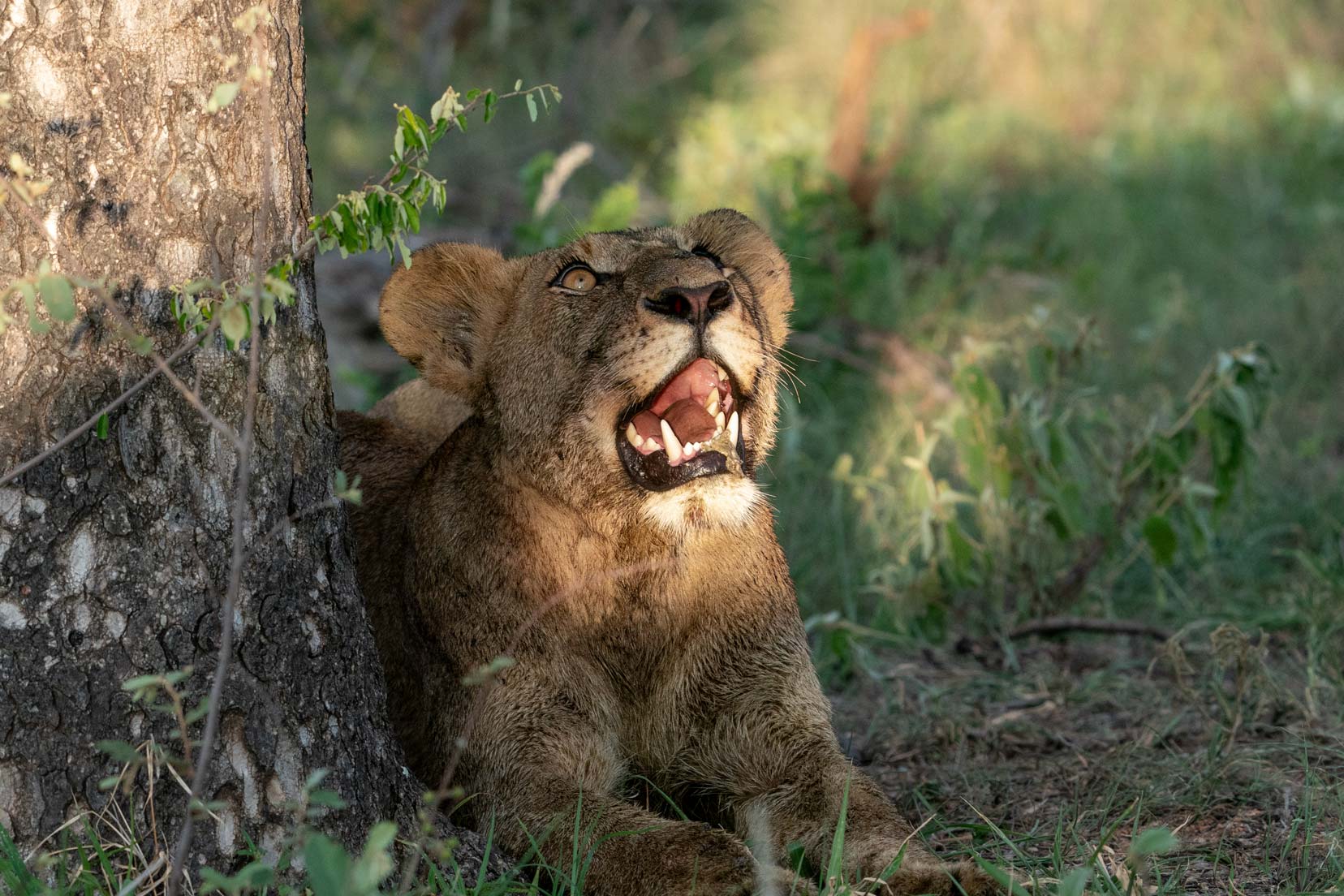 Juvenile lion looking up at a tree 